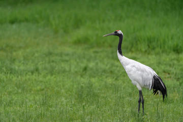 Obraz na płótnie Canvas Japanese Red-crowned crane on the grass in summer portrait