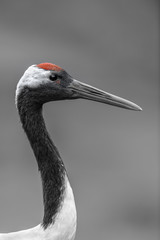 Red-crowned crane close up portrait