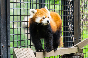 Cute red panda in zoo.