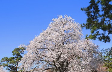 満開の桜の花、春の日本の風景