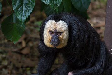 White-Faced Saki Monkey