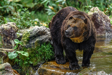 yezo brown bear portrait - 321973928
