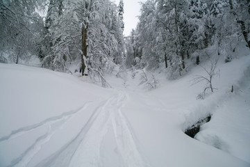Snow-covered forest in the Caucasus mountains, Sochi, Russia.