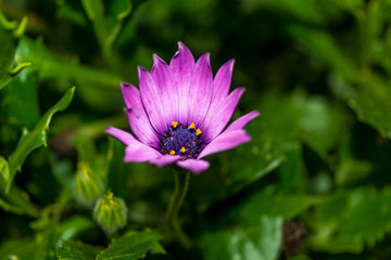 Flor morada hermosa de petalos detallados