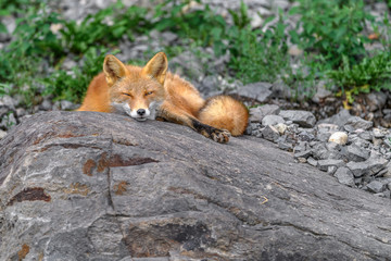 Japanese red fox resting on a rock - 321974117
