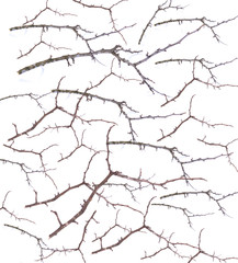 Fototapeta na wymiar dry dead branch isolated on white background