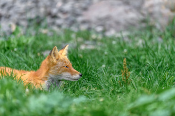 Fototapeta premium Japanese red fox resting on the grass