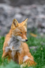 portrait of japanese red fox standing on the grass
