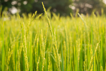 close up of yellow green rice field