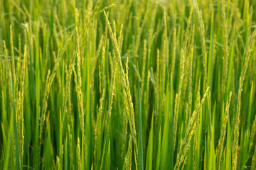 Fototapeta na wymiar close up of yellow green rice field