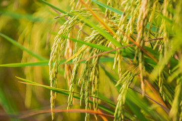 close up of yellow green rice field