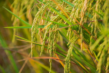close up of yellow green rice field