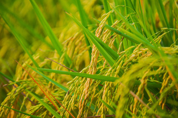 close up of yellow green rice field