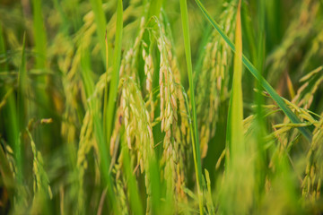close up of yellow green rice field