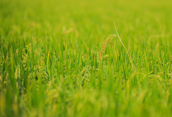 close up of yellow green rice field