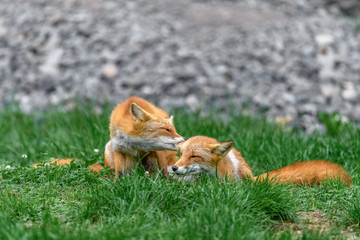 Japanese red fox couple in love