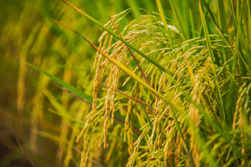 close up of yellow green rice field