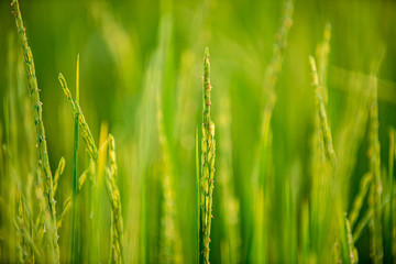 close up of yellow green rice field