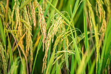 close up of yellow green rice field