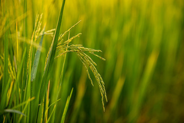 close up of yellow green rice field