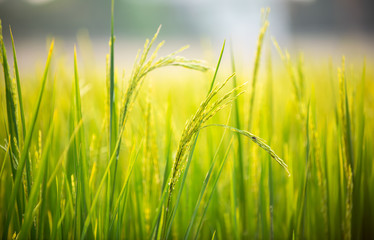 Fototapeta premium close up of yellow green rice field