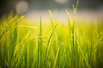 close up of yellow green rice field