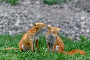 Japanese red fox couple in love