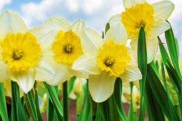 Daffodil flowers in the garden against the blue sky and clouds.