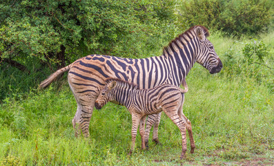 Zebra mare and foal interaction isolated in the wild image in horizontal format