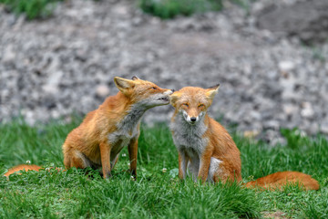 Japanese red fox couple in love