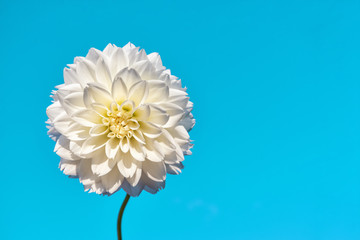 White Dahlia flower against a clear blue sky.