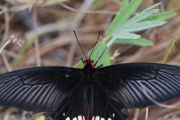 portrait of A black single male butterfly resting on green grass in spring