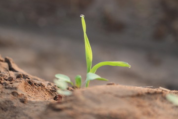 close up of brilliant new born corn plant in agriculture field