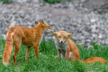 Naklejka na ściany i meble Japanese red fox couple in love