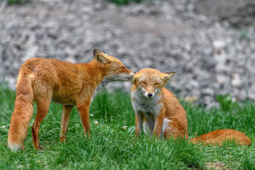 Japanese red fox couple in love