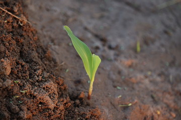 close up of brilliant new born corn plant in agriculture field, plant on sunlight