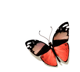 Color butterfly , isolated on white background