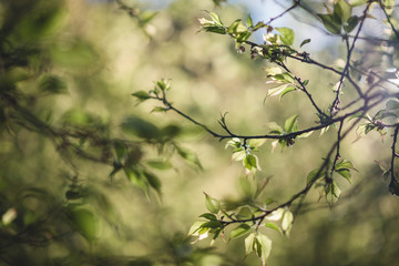The scenery of plum leaves glowing under sunrise in Ang Khang garden, Chiang Mai, Thailand.