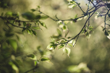 The scenery of plum leaves glowing under sunrise in Ang Khang garden, Chiang Mai, Thailand.