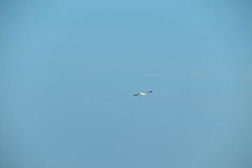 Fototapeta na wymiar close up of a white sea bird( seagull) flying in the brilliant blue sky