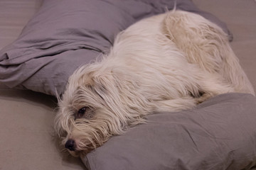Dog in the master's bed. A cute dog with white hair crawled out of place. How a pet rests. A good friend is the best place. Bed linen in dog hair. Rest after a walk.