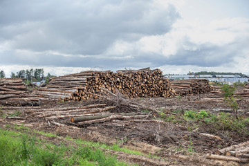 Deforestation in Russia. Destruction of coniferous and birch forests by illegal loggers. Logs are...