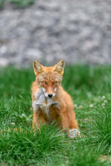 Naklejka na ściany i meble portrait of japanese red fox standing on the grass