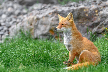 Naklejka na ściany i meble portrait of japanese red fox standing on the grass