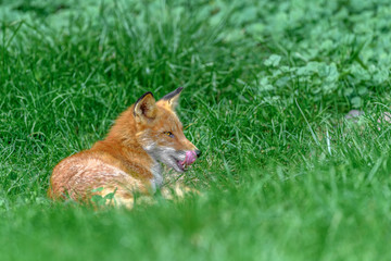 Japanese red fox resting on the grass