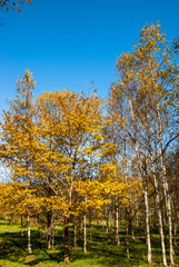 Naklejka premium 明るい森の秋 北海道