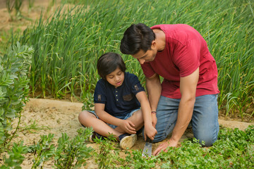 Father and son cutting leafy vegetables sitting in garden using a trowel.