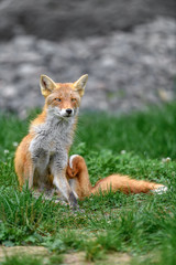 portrait of japanese red fox standing on the grass