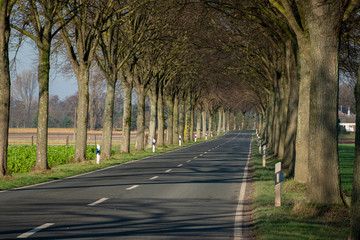 Stra&szlig;e mit B&auml;umen