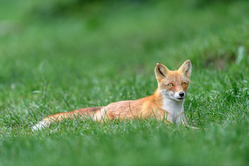 Japanese red fox resting on the grass